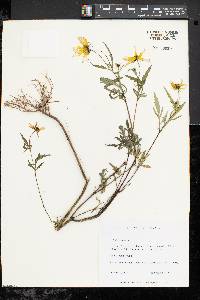 Bidens aristosa image