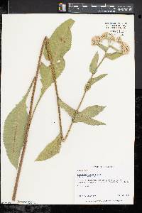 Parthenium integrifolium image