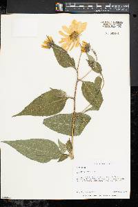 Helianthus tuberosus image