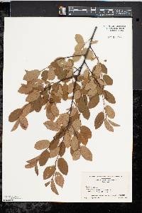 Amelanchier canadensis image