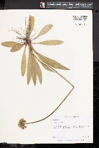 Hieracium caespitosum image