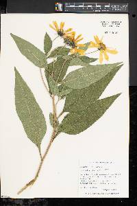 Helianthus decapetalus image