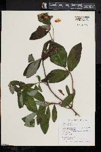 Lonicera dioica image