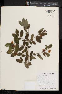 Lonicera morrowii image