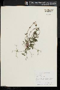 Galium circaezans image