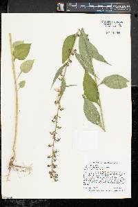 Campanulastrum americanum image