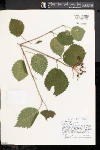 Viburnum dentatum var. lucidum image