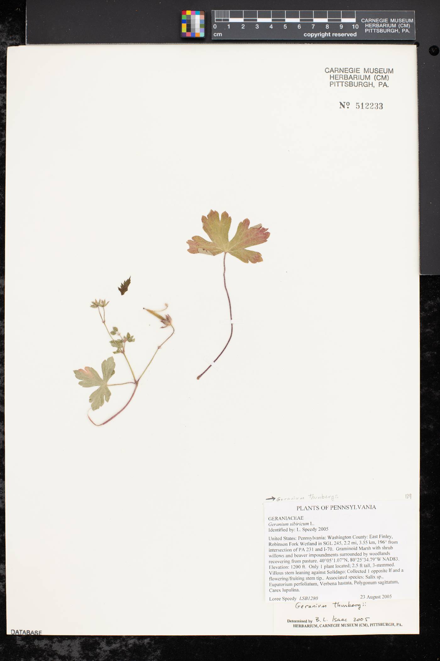 Geranium thunbergii image