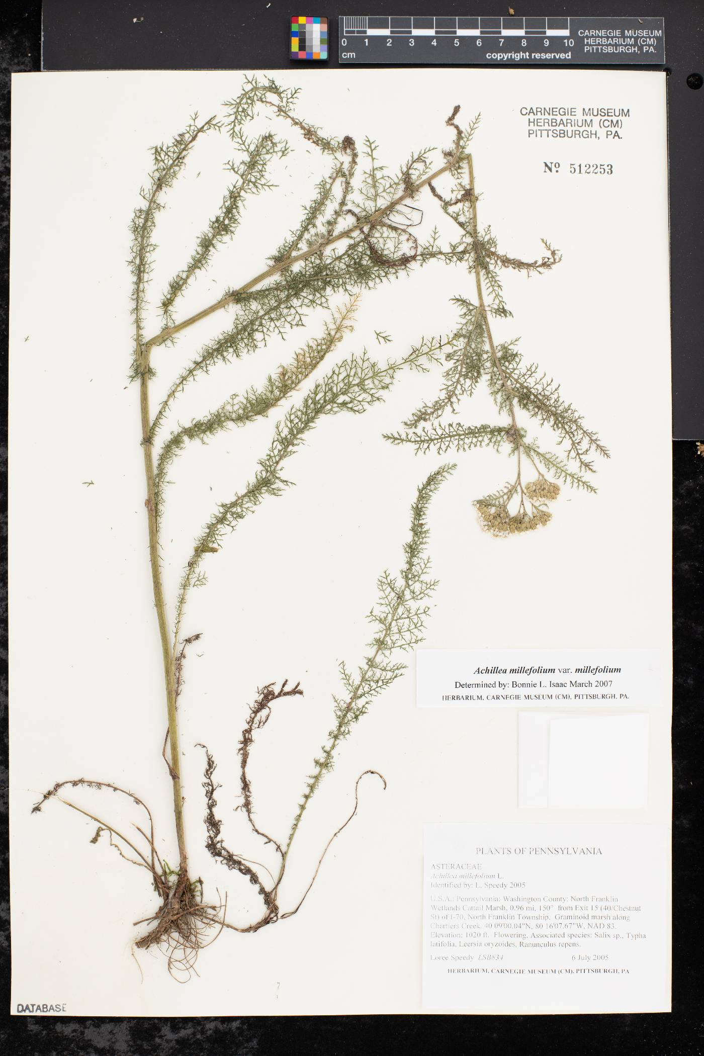Achillea millefolium var. millefolium image