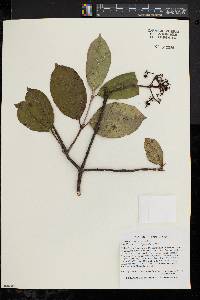 Viburnum cassinoides image