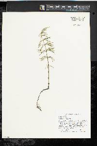 Equisetum sylvaticum image