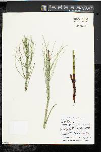 Equisetum fluviatile image