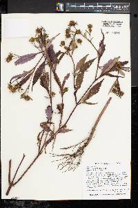 Bidens connata image