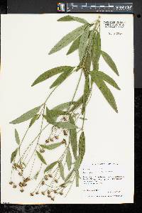 Coreopsis tripteris image