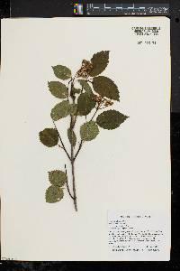 Viburnum dentatum var. lucidum image