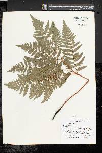 Pteridium aquilinum var. latiusculum image