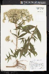 Eupatorium altissimum image