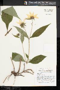 Helianthus decapetalus image