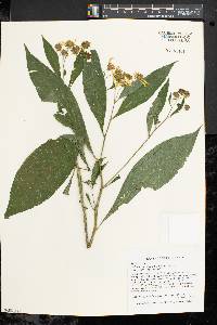 Verbesina alternifolia image