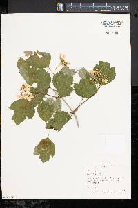 Viburnum opulus image