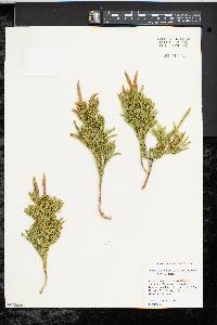 Dendrolycopodium hickeyi image