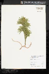 Dendrolycopodium dendroideum image