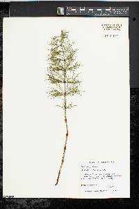 Equisetum sylvaticum image