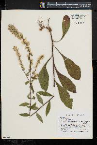 Solidago bicolor image