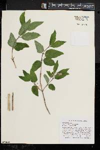 Lonicera canadensis image