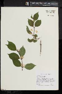 Lonicera maackii image