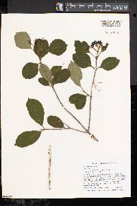 Viburnum cassinoides image