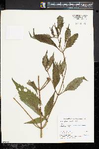 Bidens connata image