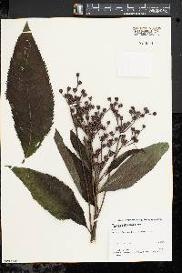 Vernonia gigantea subsp. gigantea image