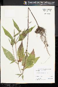 Bidens connata image