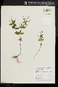 Galium circaezans image