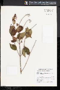 Viburnum rafinesqueanum image