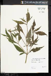 Bidens connata image