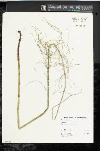 Equisetum fluviatile image