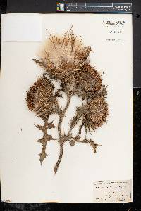 Cirsium horridulum image