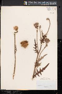 Cirsium muticum image