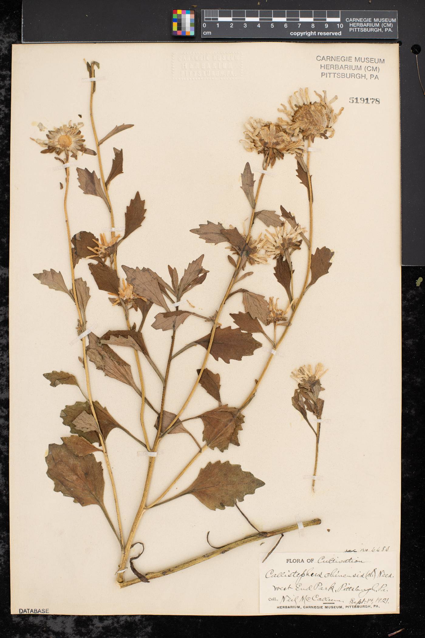 Callistephus chinensis image