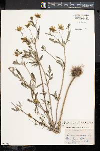 Bidens aristosa image