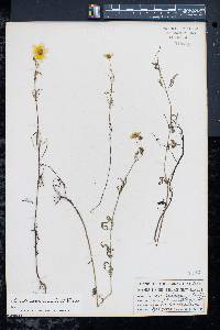 Bidens trichosperma image