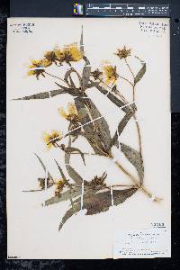 Bidens laevis image