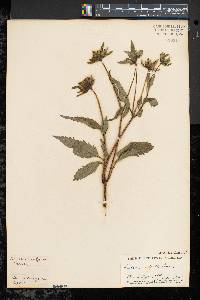 Bidens vulgata image