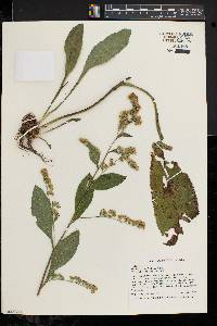 Solidago patula image