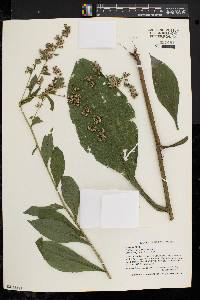 Solidago patula image