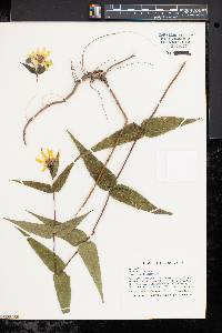 Helianthus divaricatus image