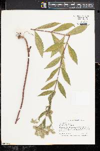 Eupatorium altissimum image