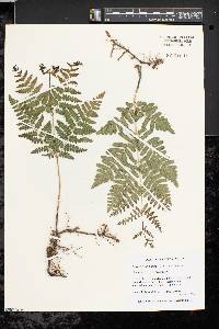 Pteridium aquilinum var. latiusculum image